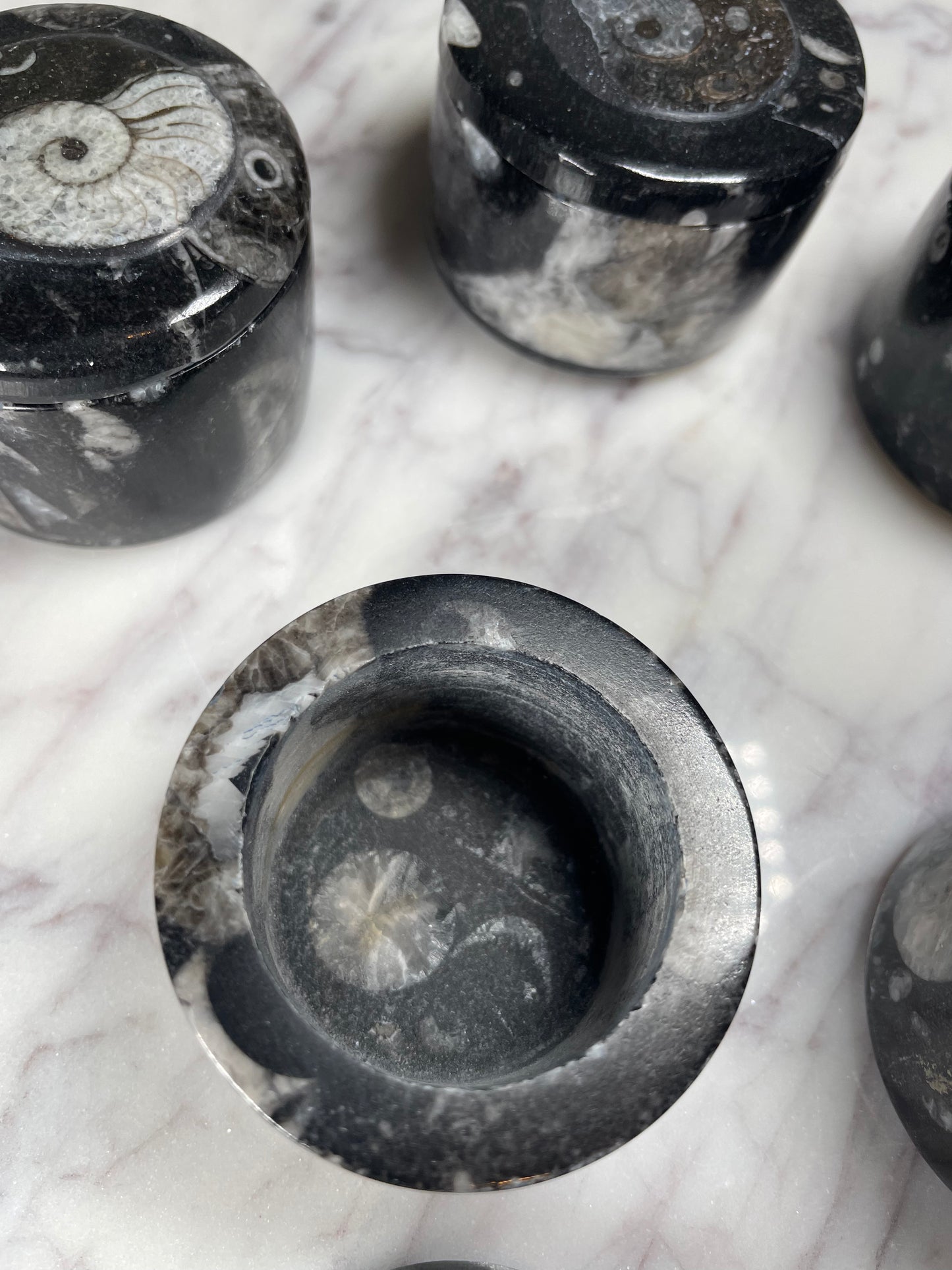 Orthoceras -Small round container