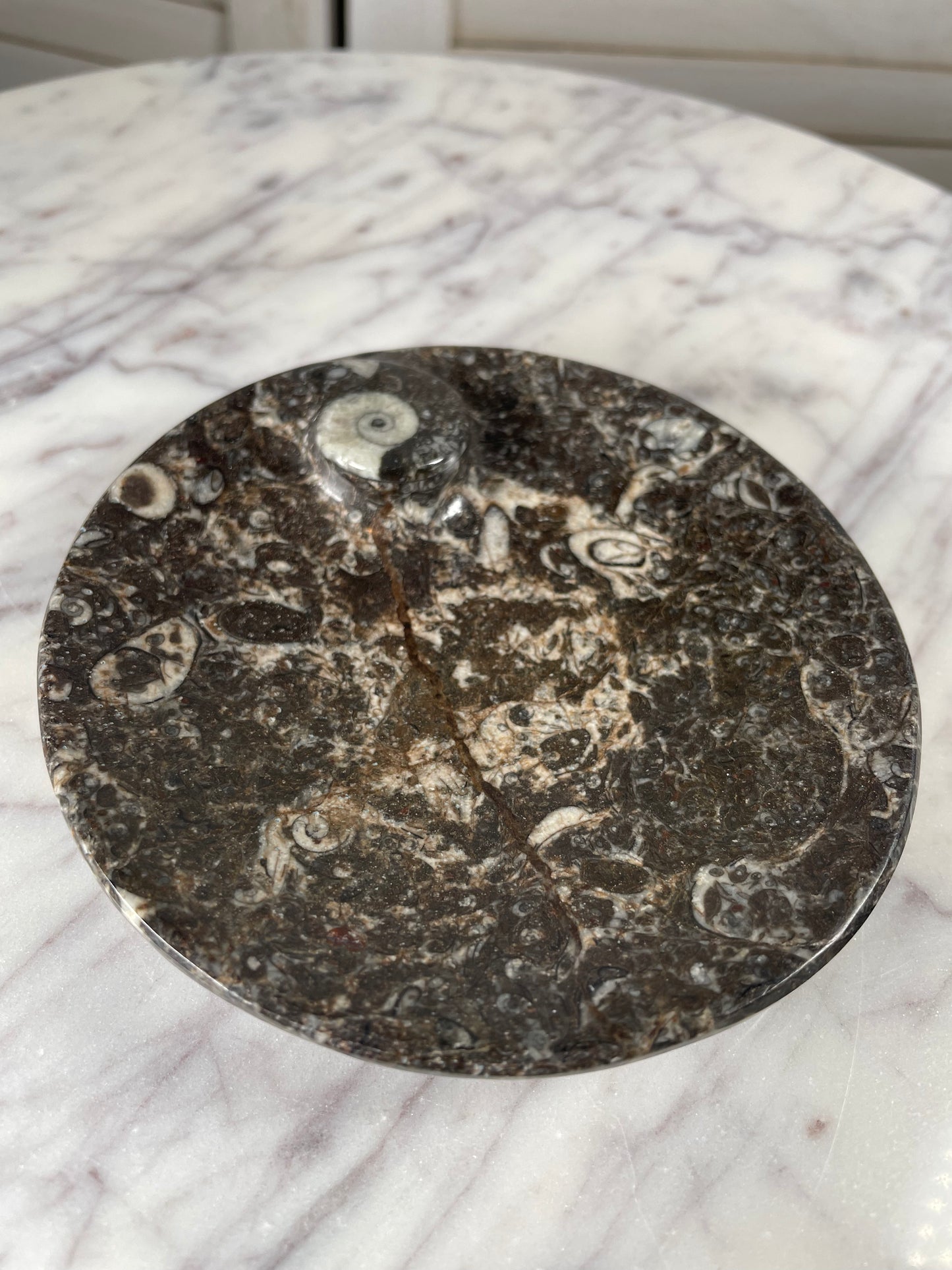 Orthoceras - Small Plate