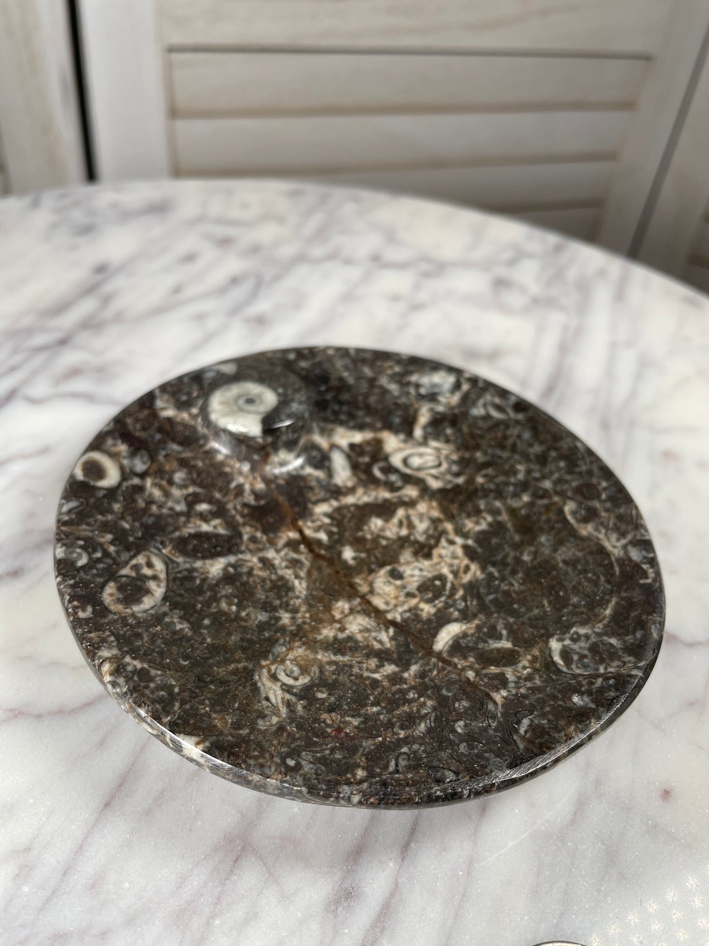 Orthoceras - Small Plate
