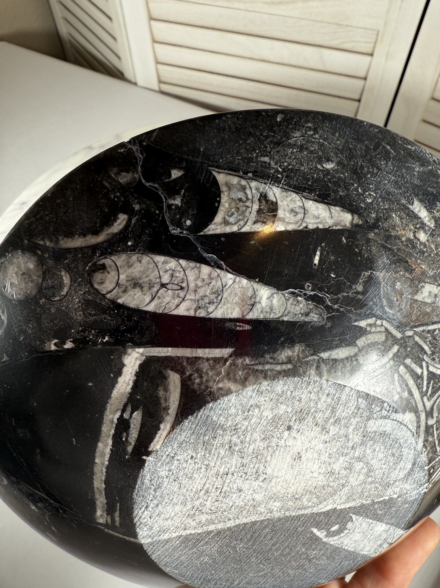 Orthoceras Bowl