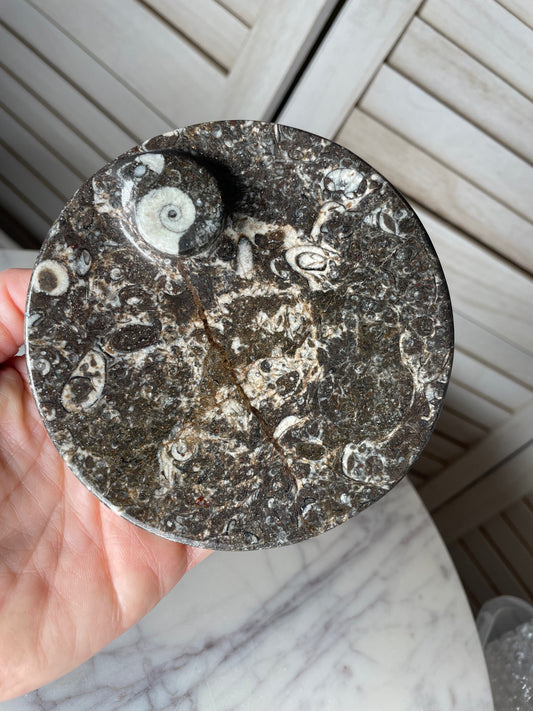 Orthoceras - Small Plate